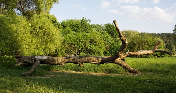 가 오래 된 나무 바닥에 누워 — 스톡 사진