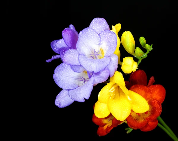 Freesias multicolores — Foto de Stock