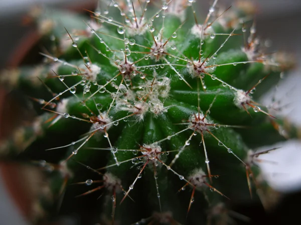 Kaktusz-makró — Stock Fotó