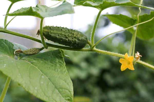 Growth and blooming of greenhouse cucumbers — Stock Photo, Image