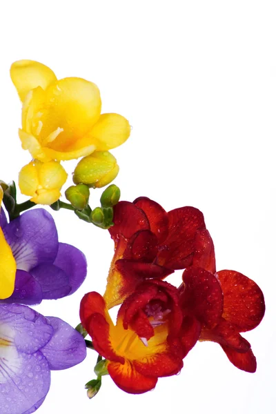 Gele en violet fresia — Stockfoto