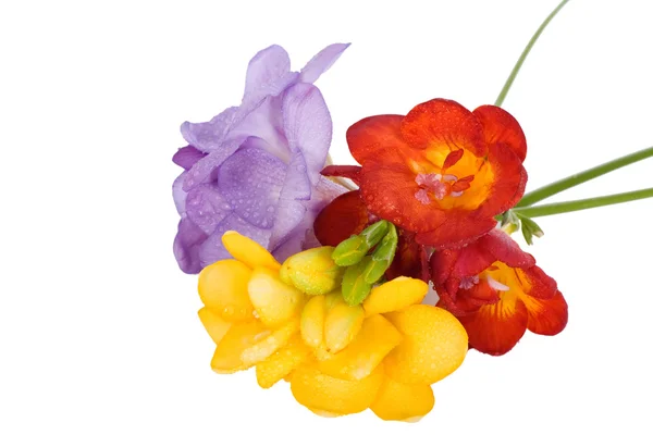 Freesies multicolores — Foto de Stock