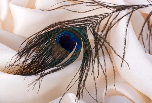 Peacock feather on a gentle silk — Stock Photo, Image