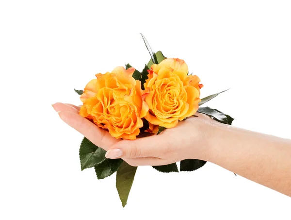 Yellow roses on a female hand — Stock Photo, Image