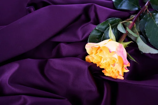 黄玫瑰紫色背景上 — 图库照片