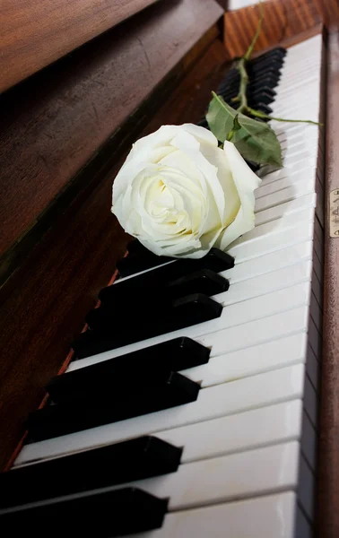 Rosa blanca en el teclado del piano —  Fotos de Stock