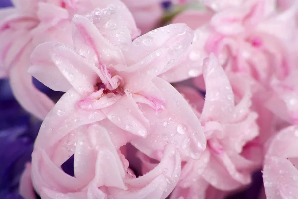 Primo piano dei petali di giacinto — Foto Stock