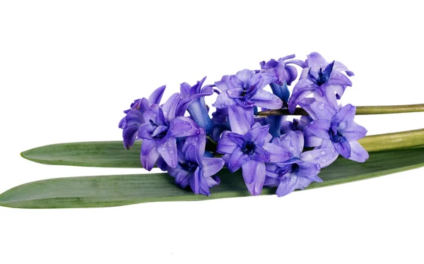 Fiore di giacinto blu fresco — Foto Stock