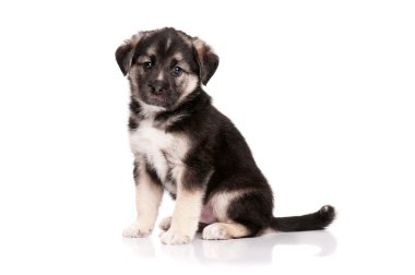 Şirin köpek.
