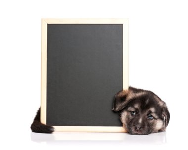 blackboard ile köpek yavrusu