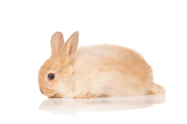 Sevimli tavşan — Stok fotoğraf