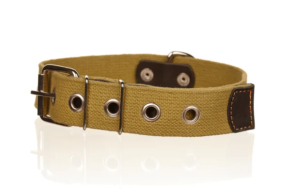 Dog collar — Stock Photo, Image