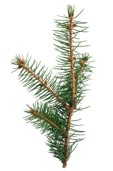 stock image Fir branch