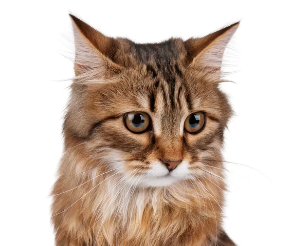 Kedi portresi — Stok fotoğraf