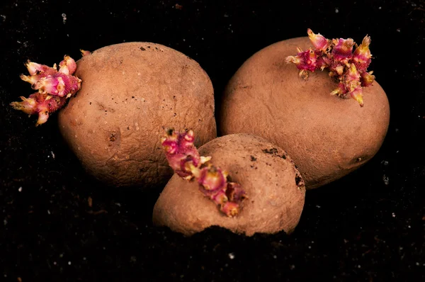 Brotes de patatas — Foto de Stock