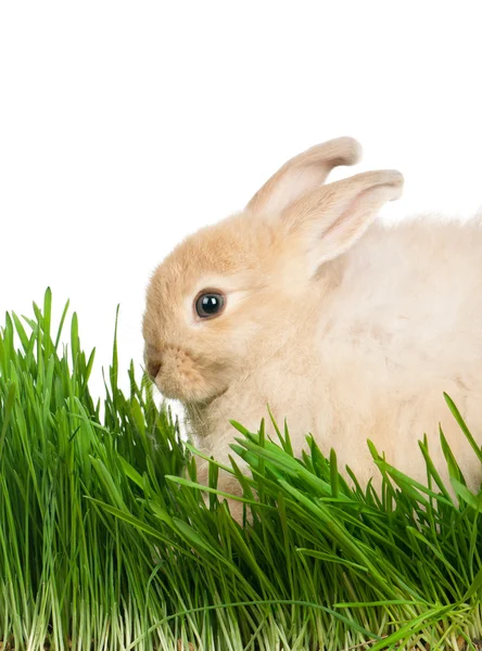 Rabbit in grass — Stock Photo, Image