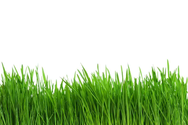 Buğday çimen — Stok fotoğraf