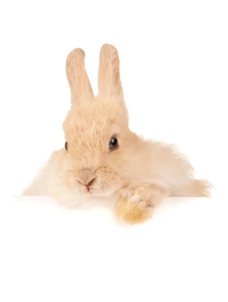 Roztomilý králík — Stock fotografie