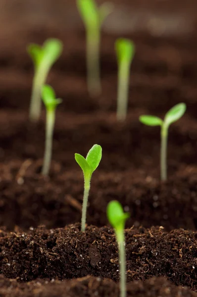 Green seedling — Stock Photo, Image
