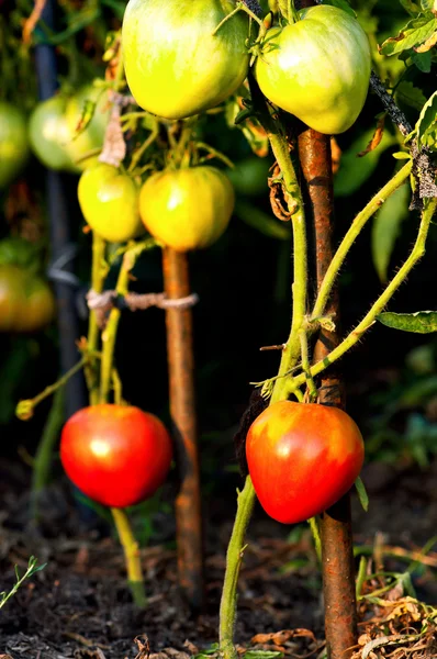 Bush üzerinde domates — Stok fotoğraf
