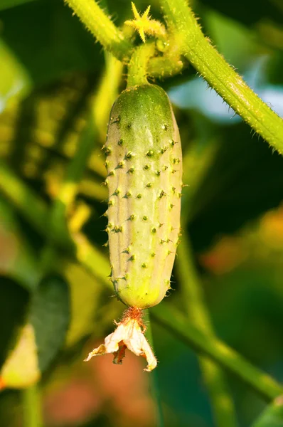 Pepino verde —  Fotos de Stock