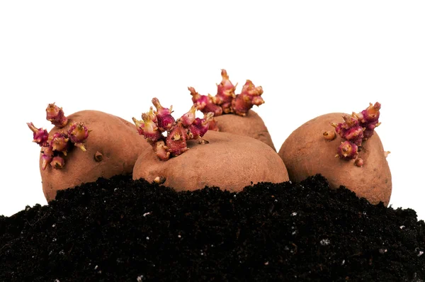 Aardappelen spruiten — Stockfoto