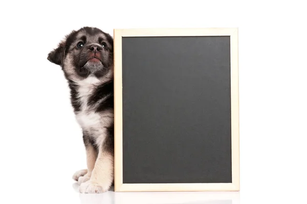 Puppy with blackboard — Stock Photo, Image