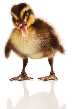 Domestic duckling clipart