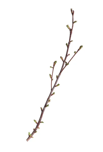 Zweig des Baumes — Stockfoto