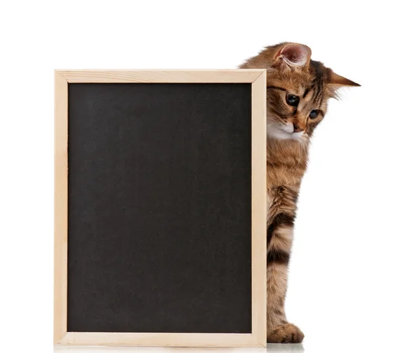 Katt med svart tavla — Stockfoto
