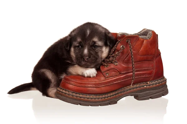 stock image Cute puppy