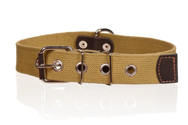 Dog collar — Stock Photo, Image