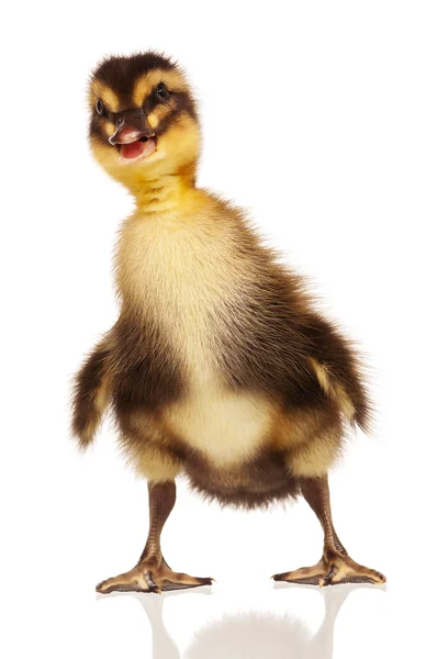 Yerli ördek yavrusu — Stok fotoğraf
