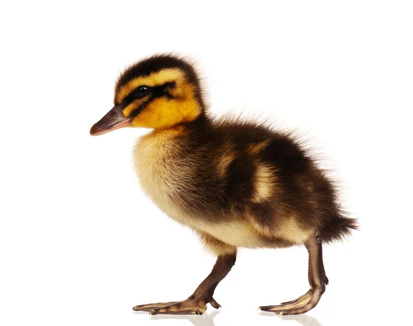 Yerli ördek yavrusu — Stok fotoğraf