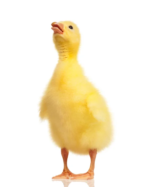 Domestic gosling — Stock Photo, Image