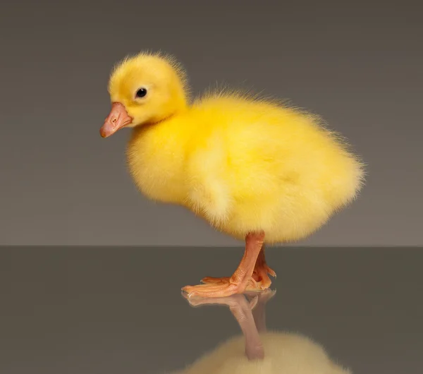 stock image Domestic gosling