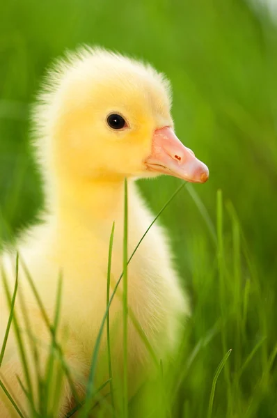 Stock image Domestic gosling