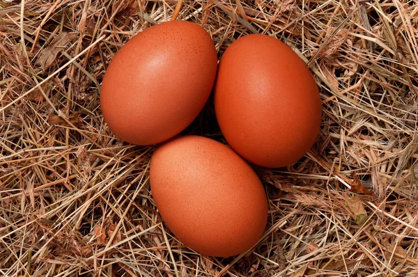 Uova nel nido — Foto Stock