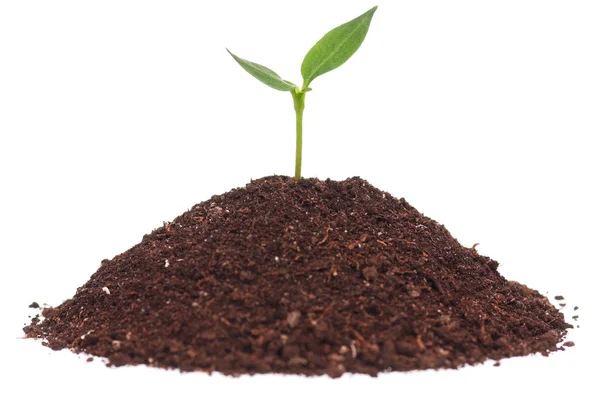 stock image Green seedling