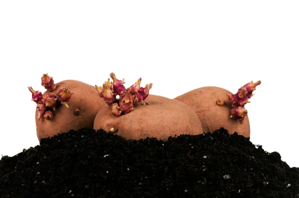 Pommes de terre germes — Photo