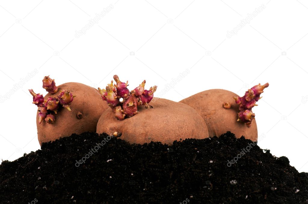 Potatoes sprouts