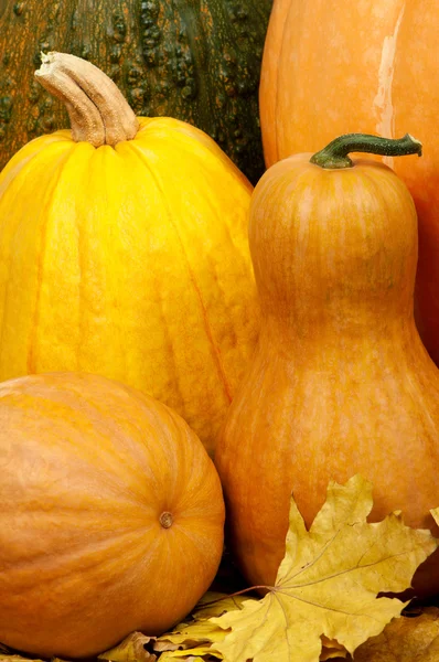 Ripe pumpkins — Stock Photo, Image