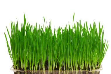 Wheat grass clipart