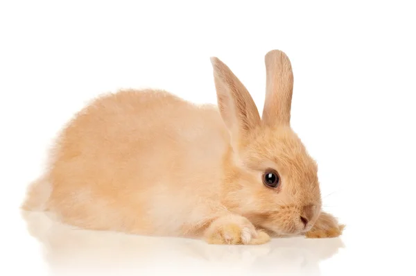 Lindo conejo — Foto de Stock