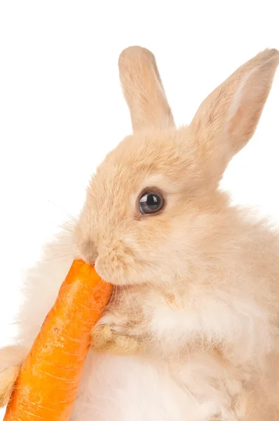 Lindo conejo — Foto de Stock