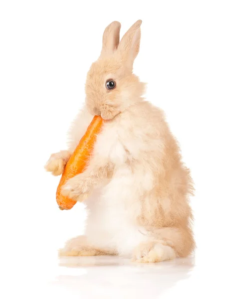 Cute rabbit Stock Image