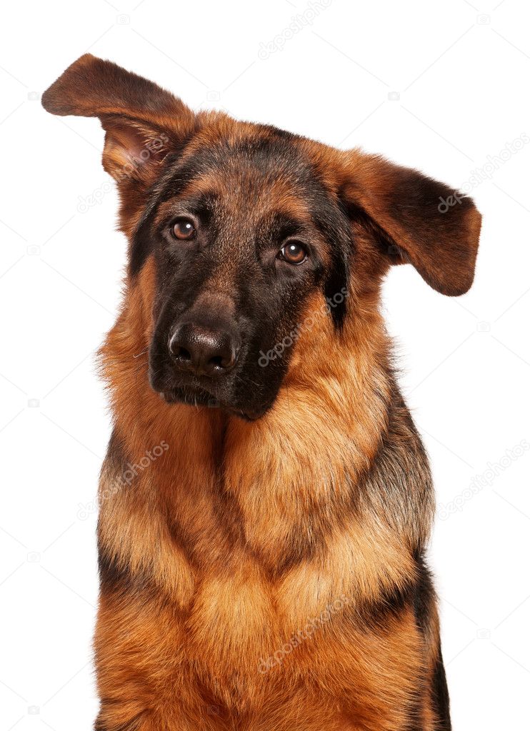 ᐈ German Shepherd Elkhound Mix Stock Photos Royalty Free German Shepherd Images Download On Depositphotos