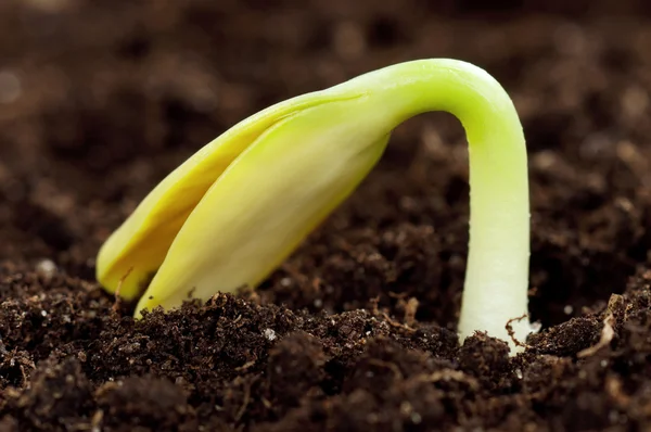 stock image Green seedling