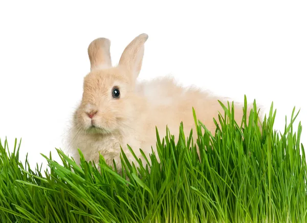 stock image Rabbit in grass