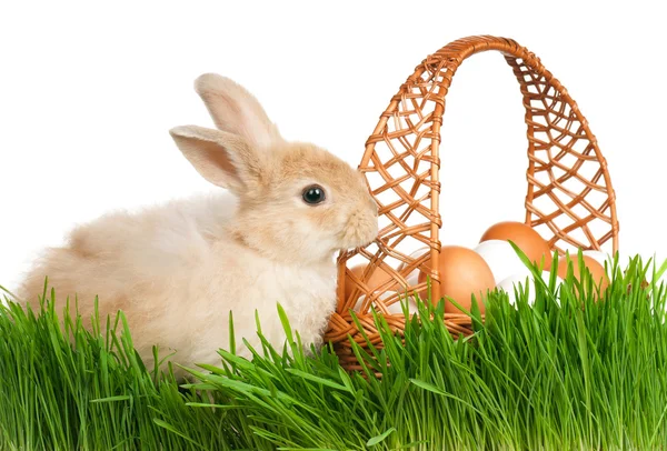 Kaninchen im Gras — Stockfoto